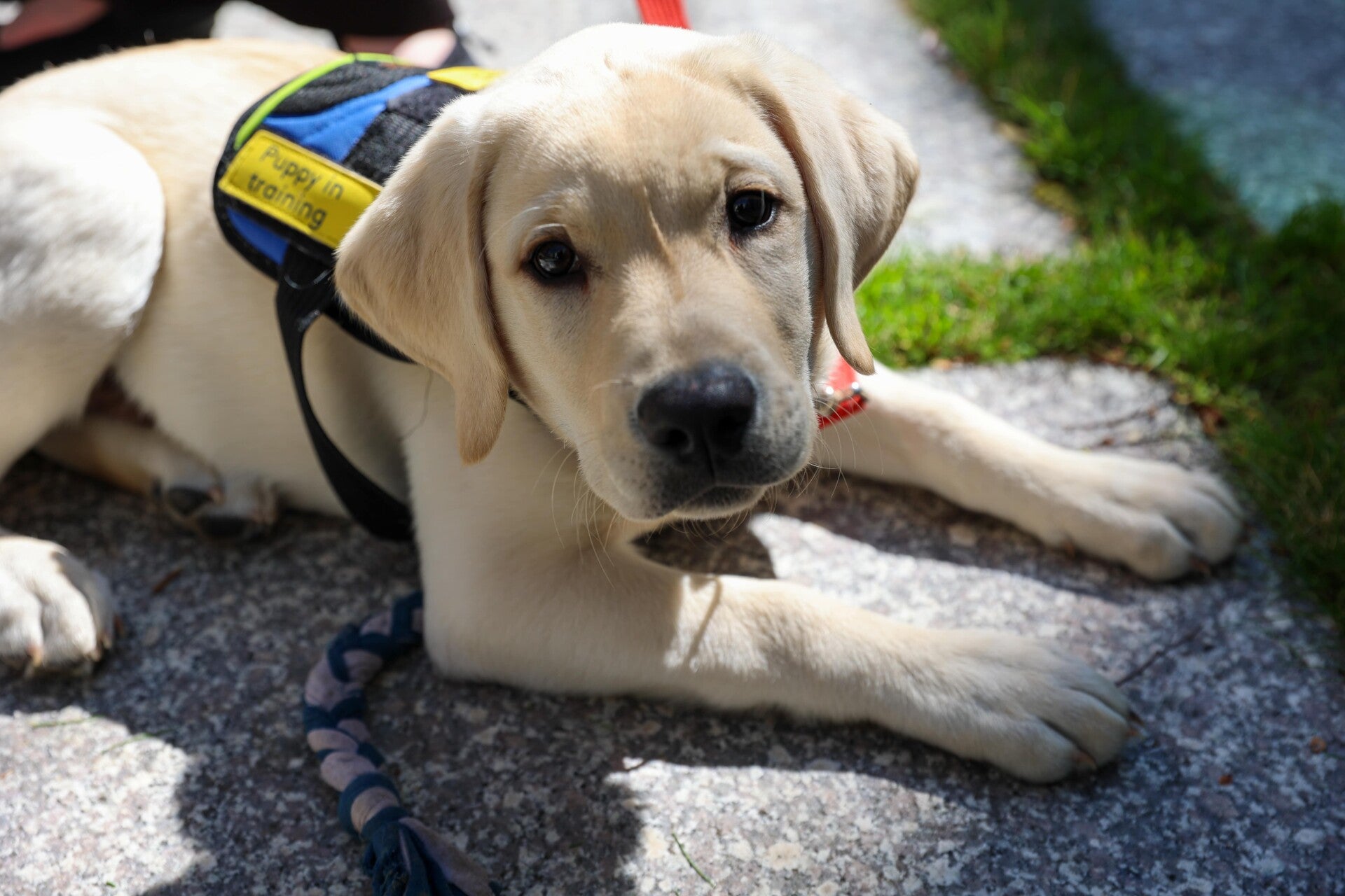 Ein blonder Labradorwelpe liegt auf dem Asphalt und schaut frech in die Kamera. er trägt ein Geschirr mit der Aufschrift "Puppy in Training"
