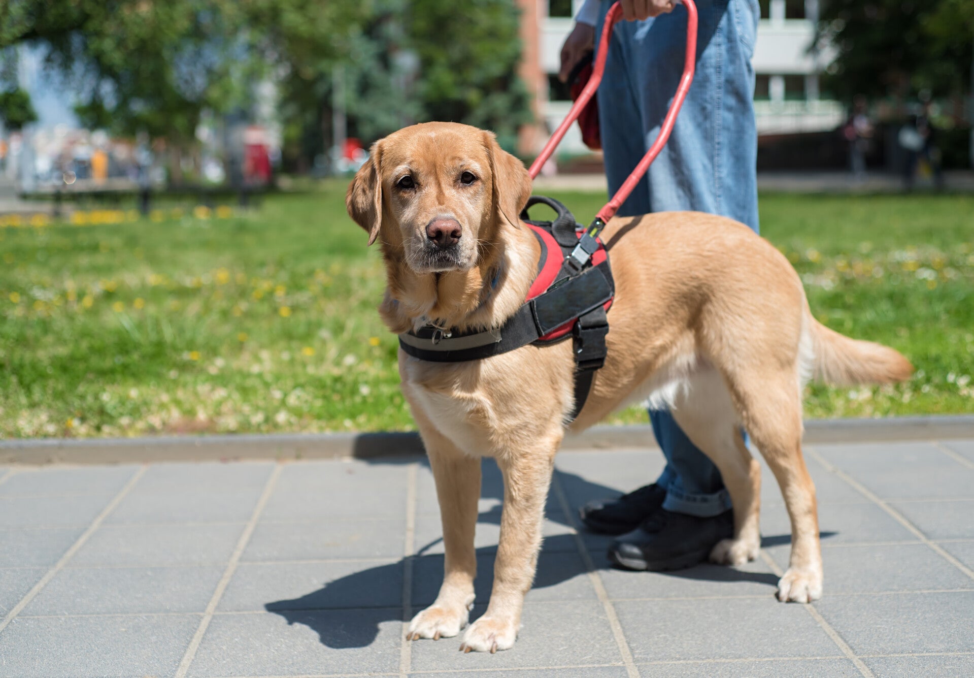 Ein großer brauner Hund schaut in die Kamera. Er steht auf einem Gehweg und hat ein Geschirr mit einem Haltegriff um, an dem sich ein stehender Mensch festhält.