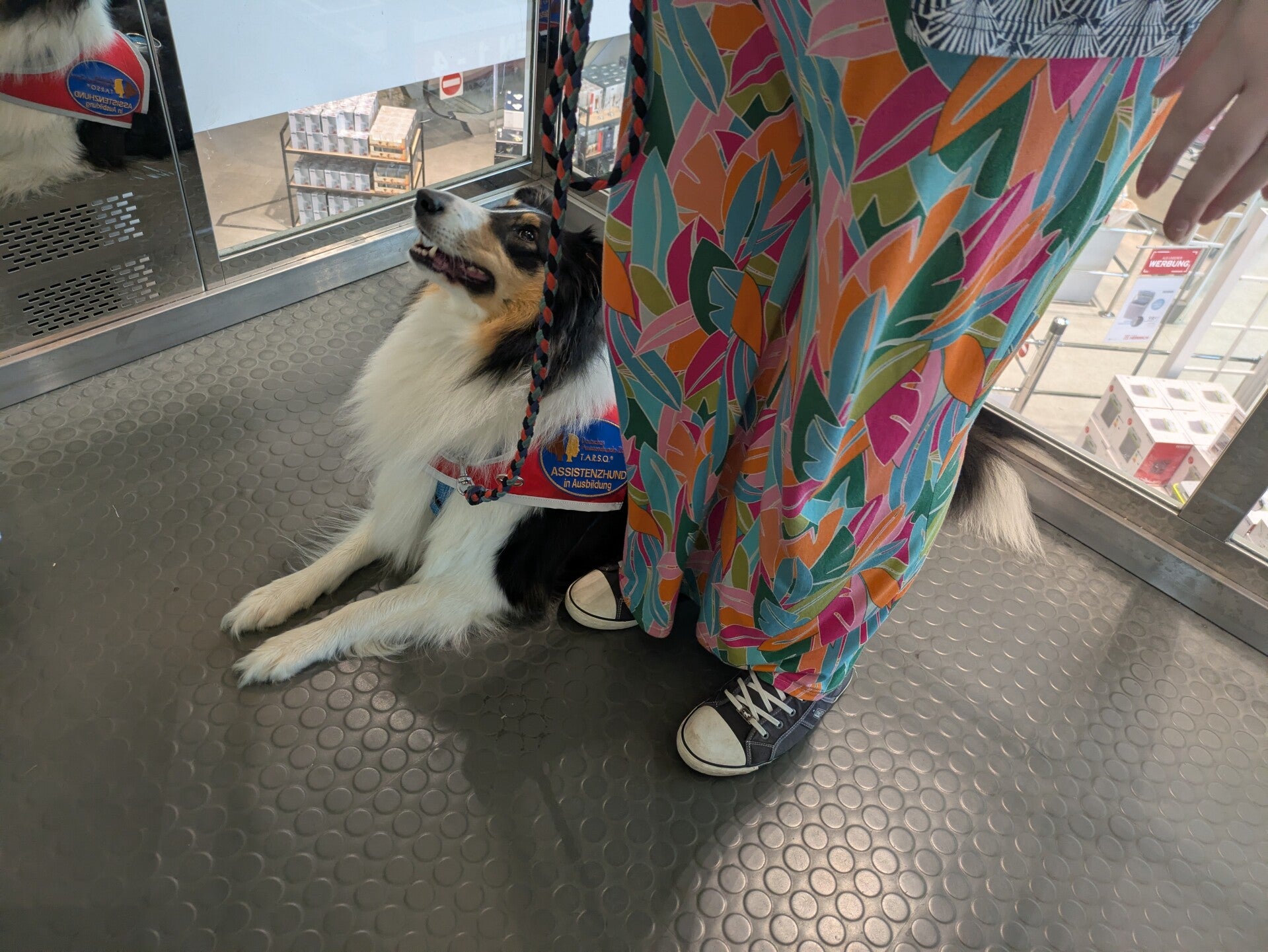 Ein braun-weißer Hund drückt mit seiner Pfote den Knopf einer Fußgängerampel an einer Straße