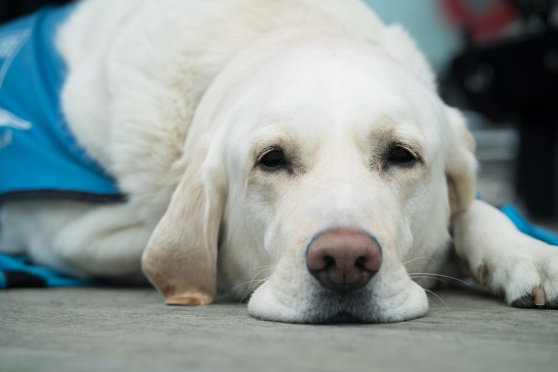 Ein weißer großer Hund liegt auf dem Boden und döst. Seine Augen sind halb geschlossen, es ist nur sein Kopf zu sehen.
