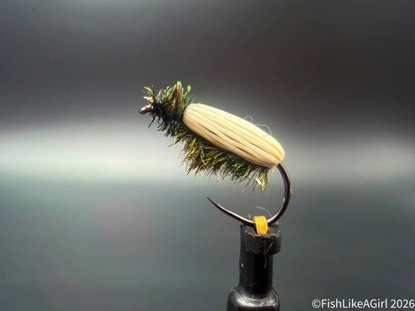 Peacock Beetle
