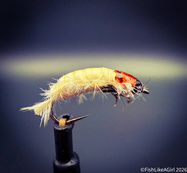 Caddis Larva