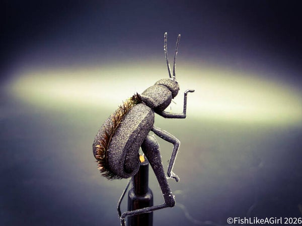 Coleoptera