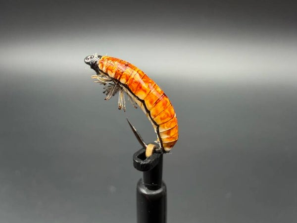 Larve de Trichoptère