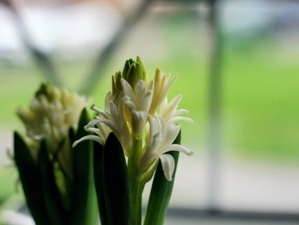 Flower in the window