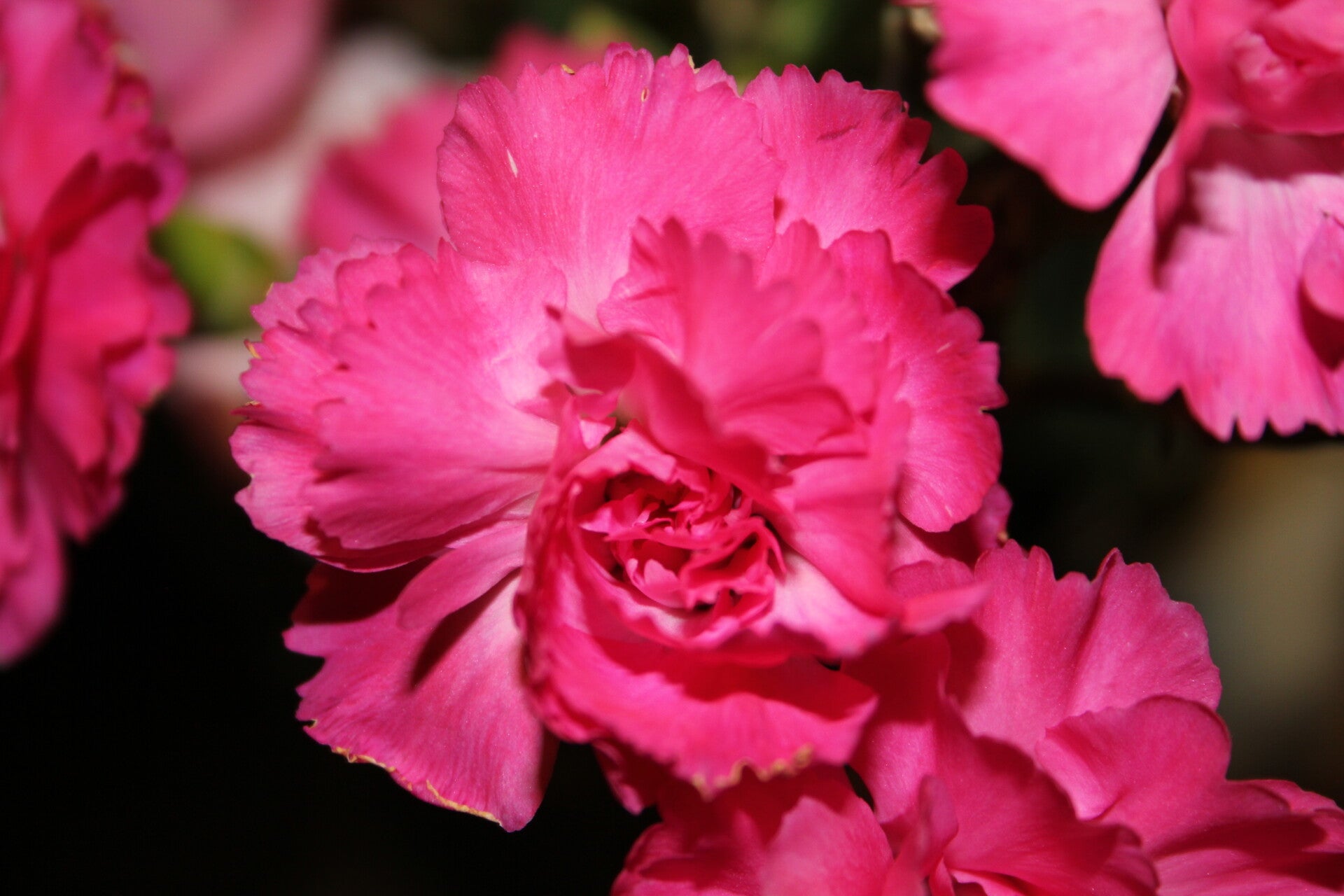 Pink Flower