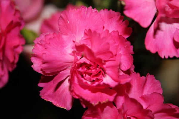 Pink Flower