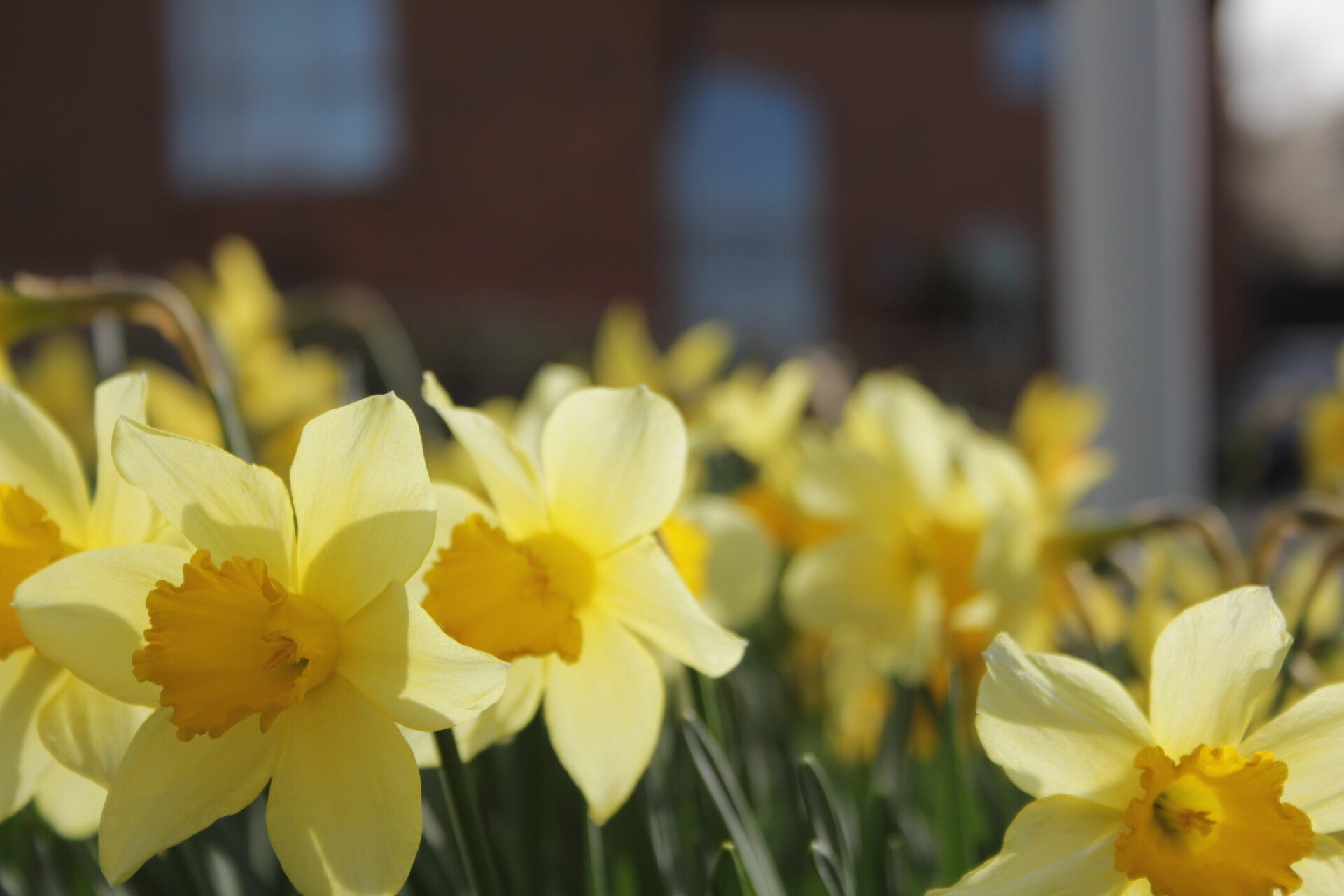 Yellow Flower