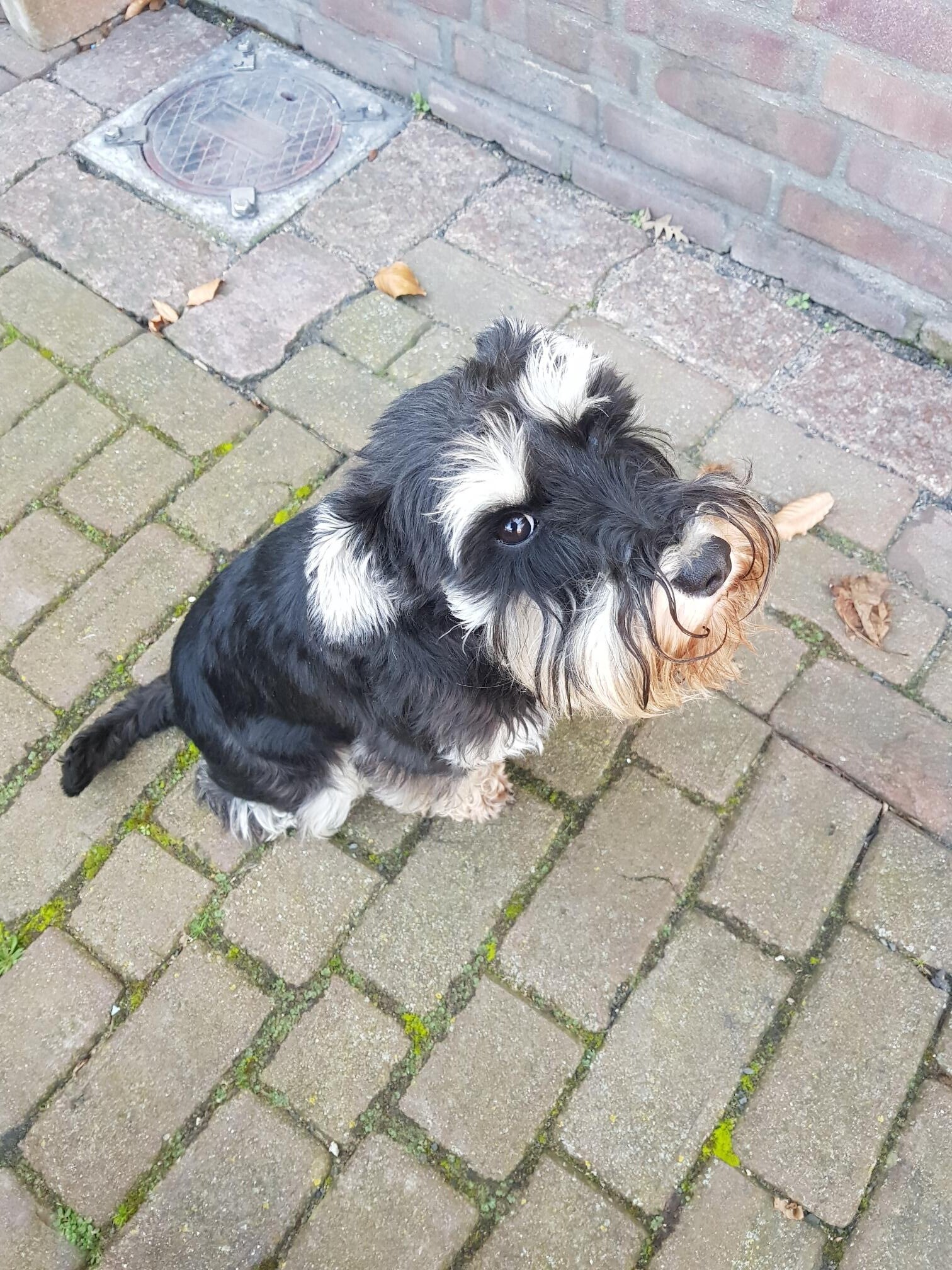 zwart zilver dwergschnauzer