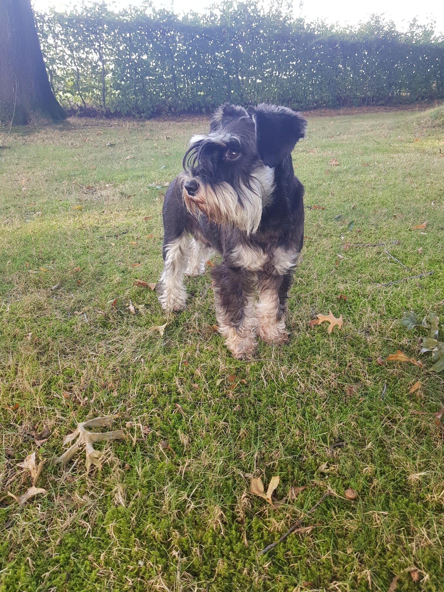 zwart zilver dwergschnauzer