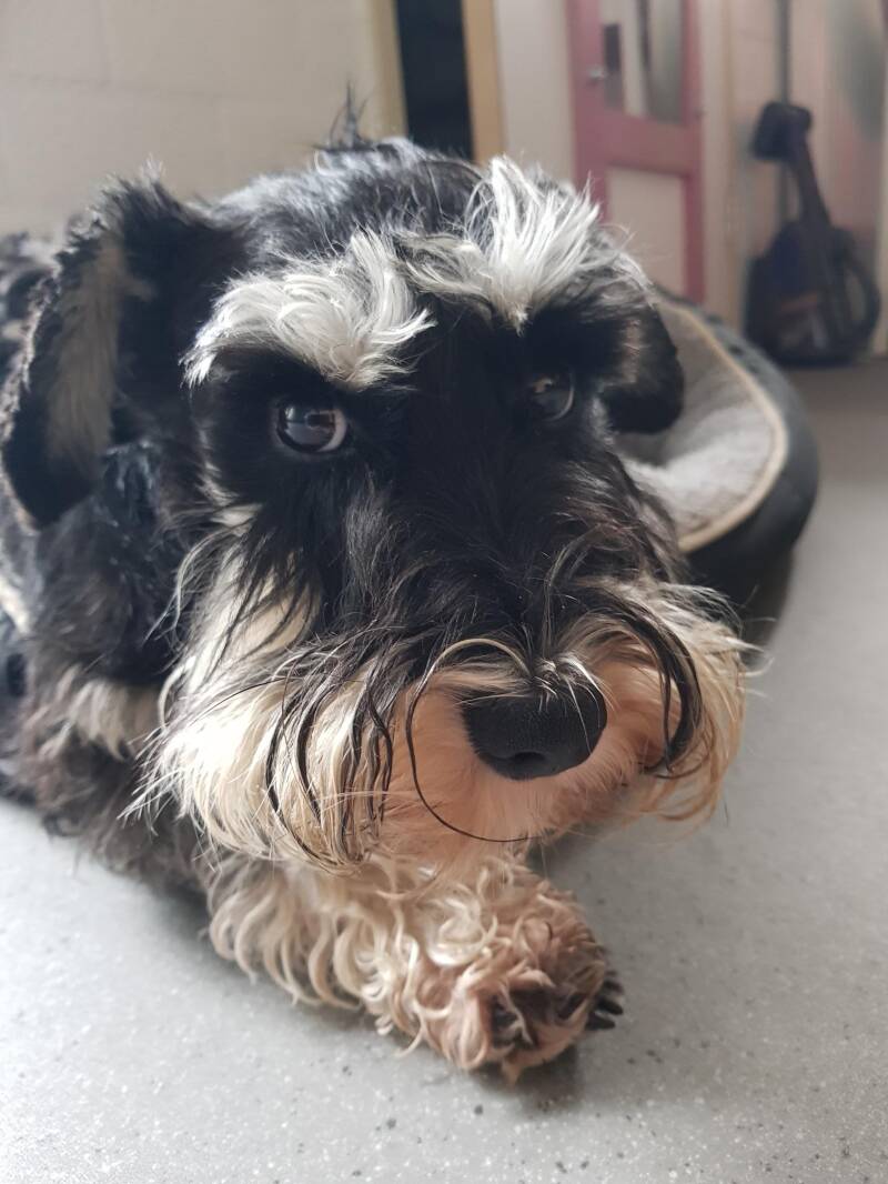 zwart zilver dwergschnauzer