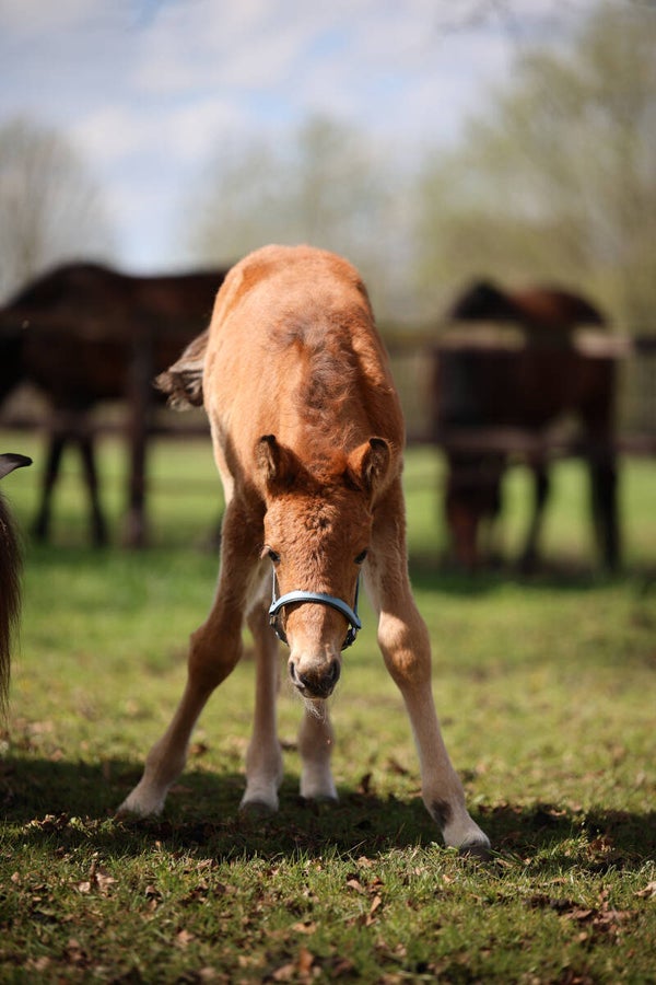 By Baukje - BioThane®  veulenhalster - veulenhalster - halster