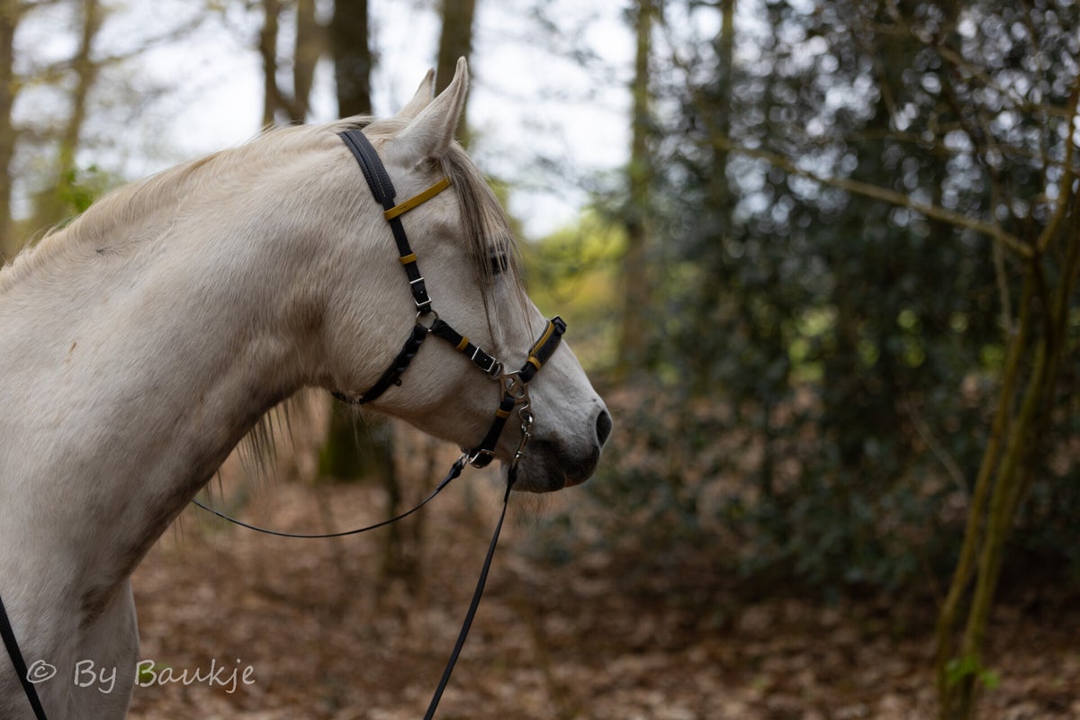 Bitloze hoofdstellen en accessoires / Paarden | By Baukje