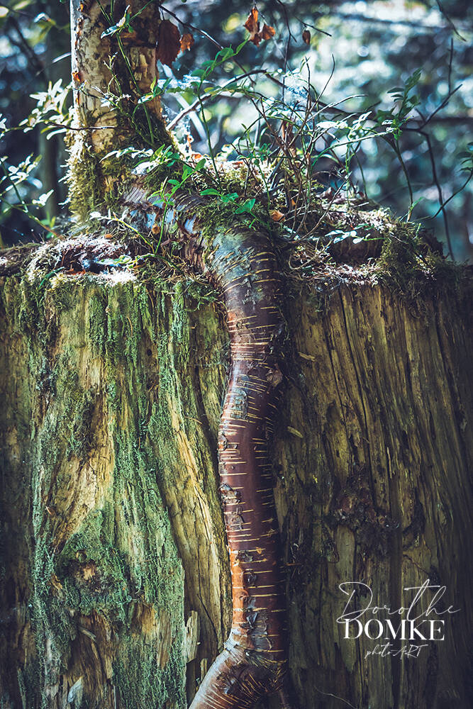 Baum im Wald Fotografie Dorothe Domke