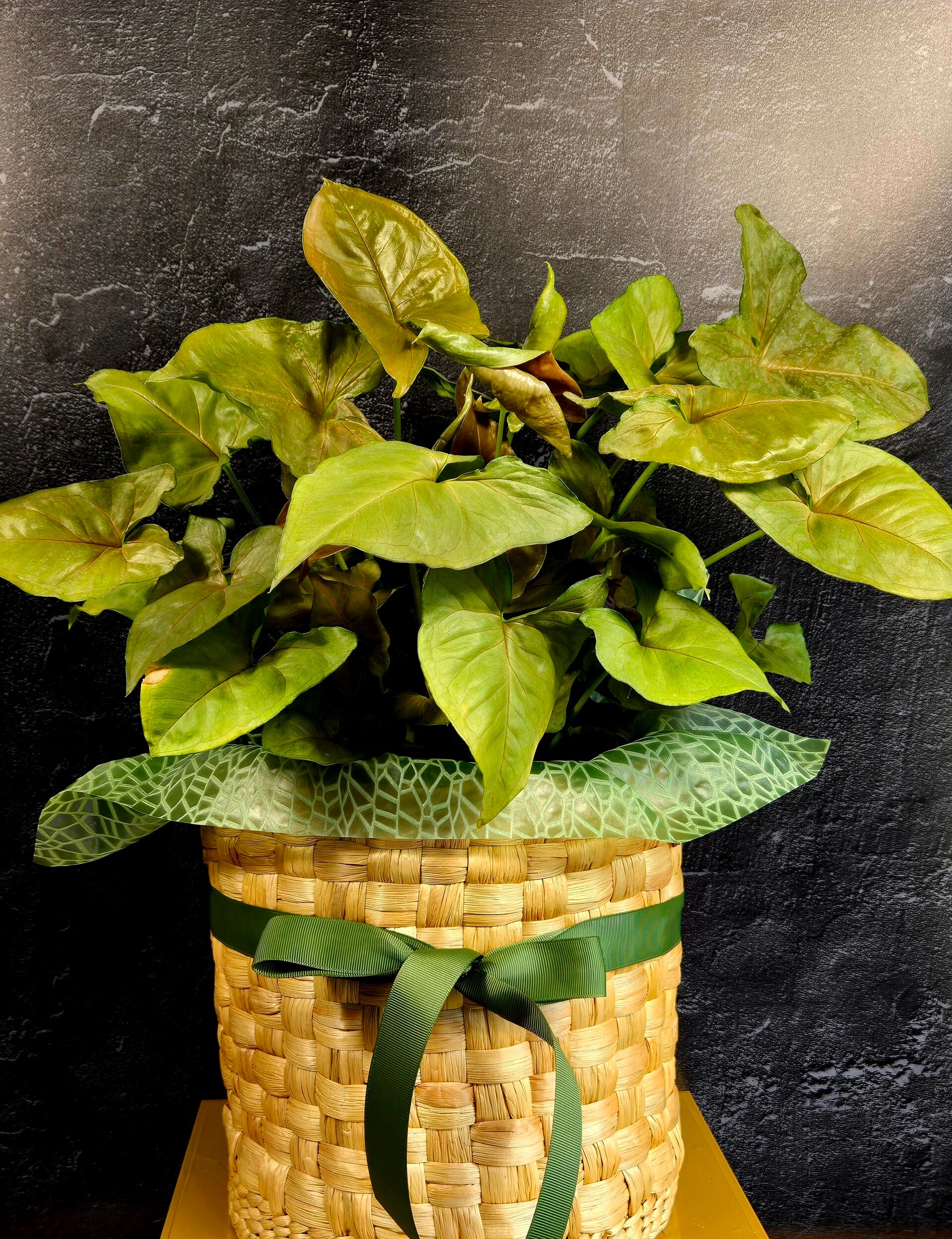 Syngonium Strawberry Ice