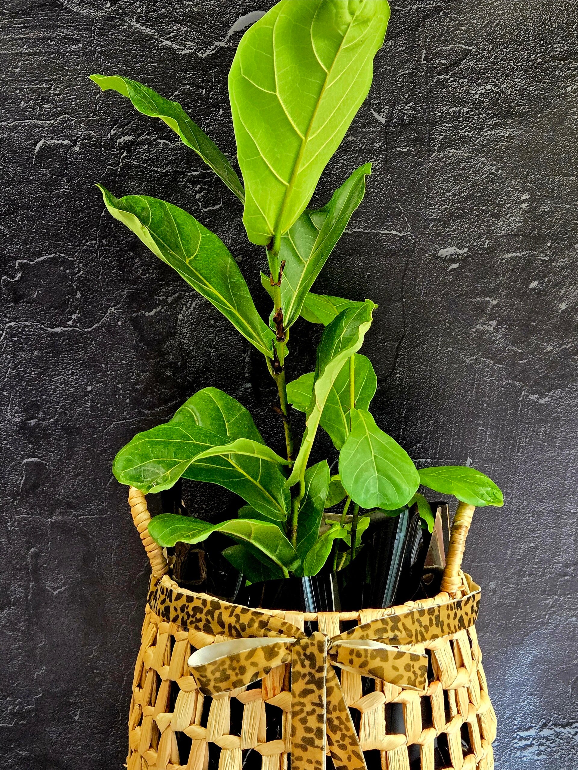Fiddle Leaf Fig 200mm Pot Ficus lyrata