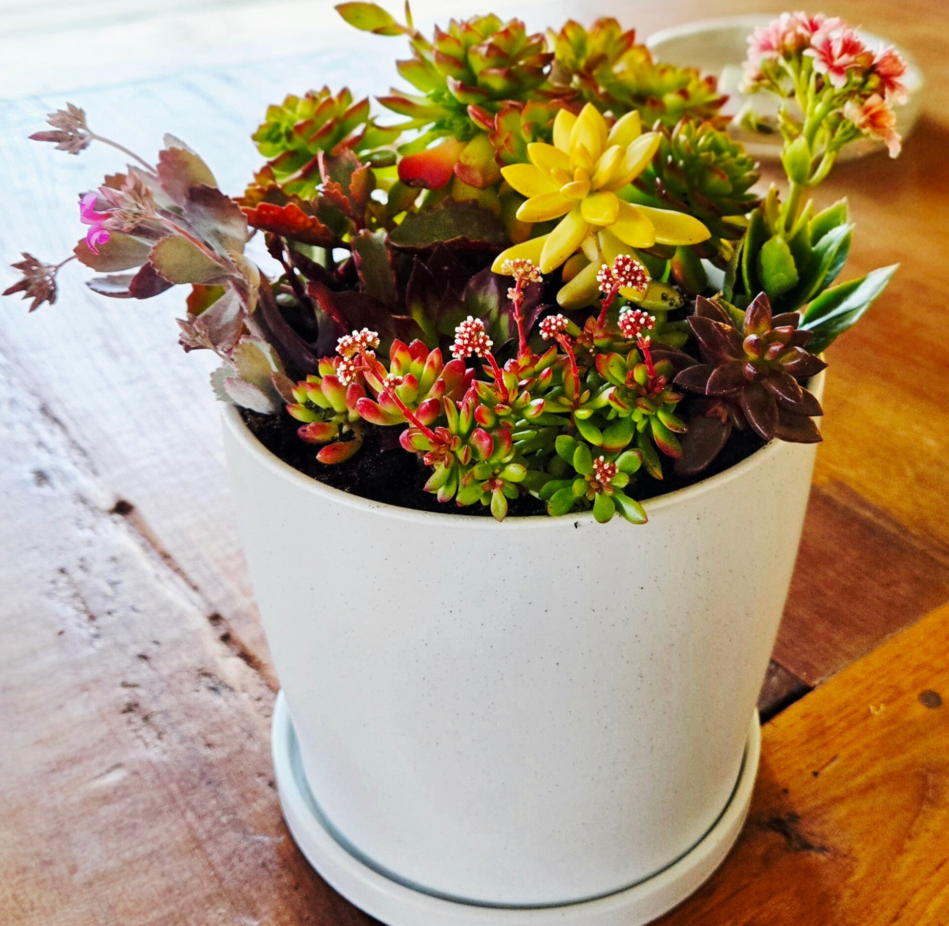 Succulent garden Classic