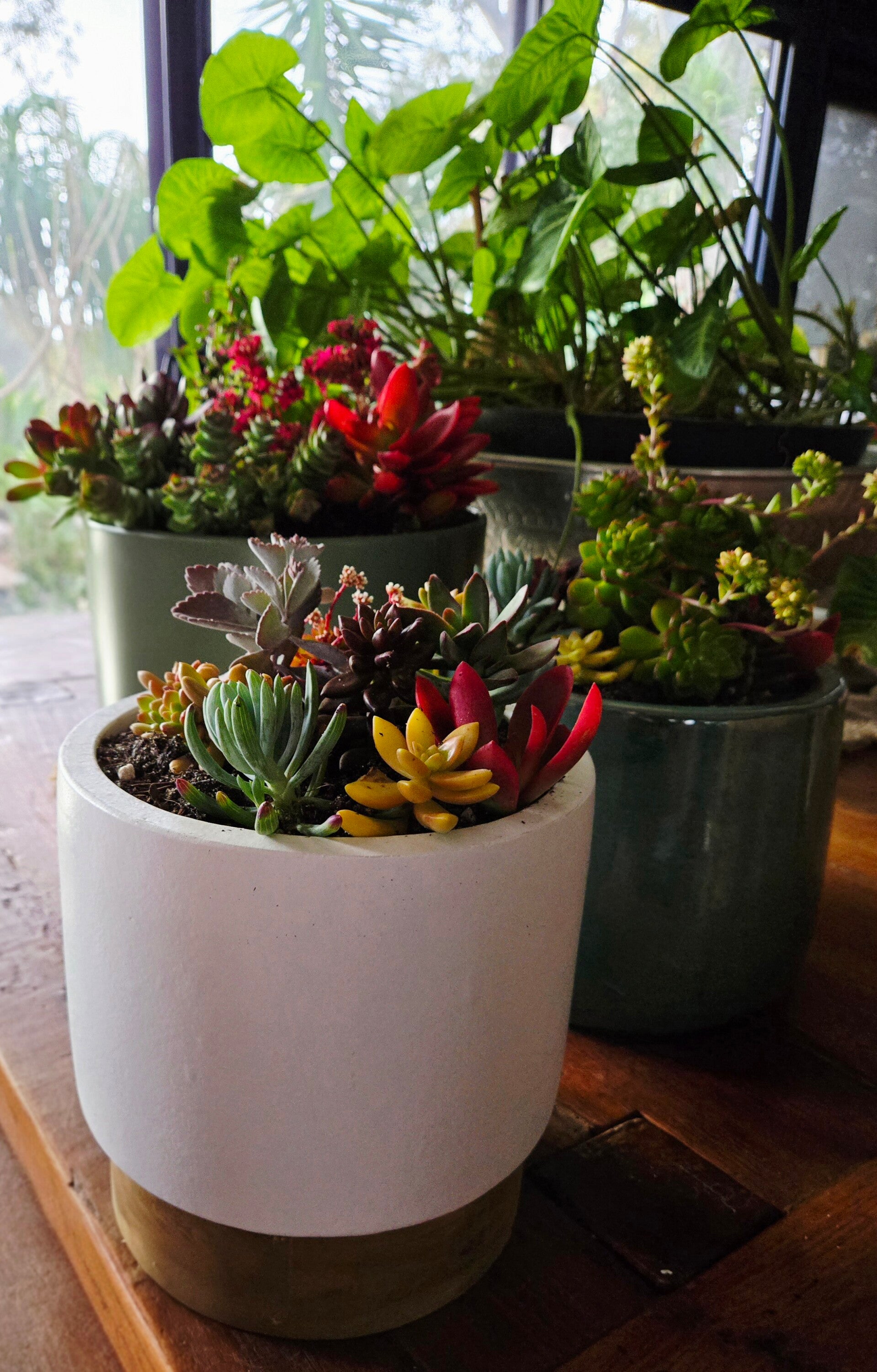 Succulent Garden Pot Premium