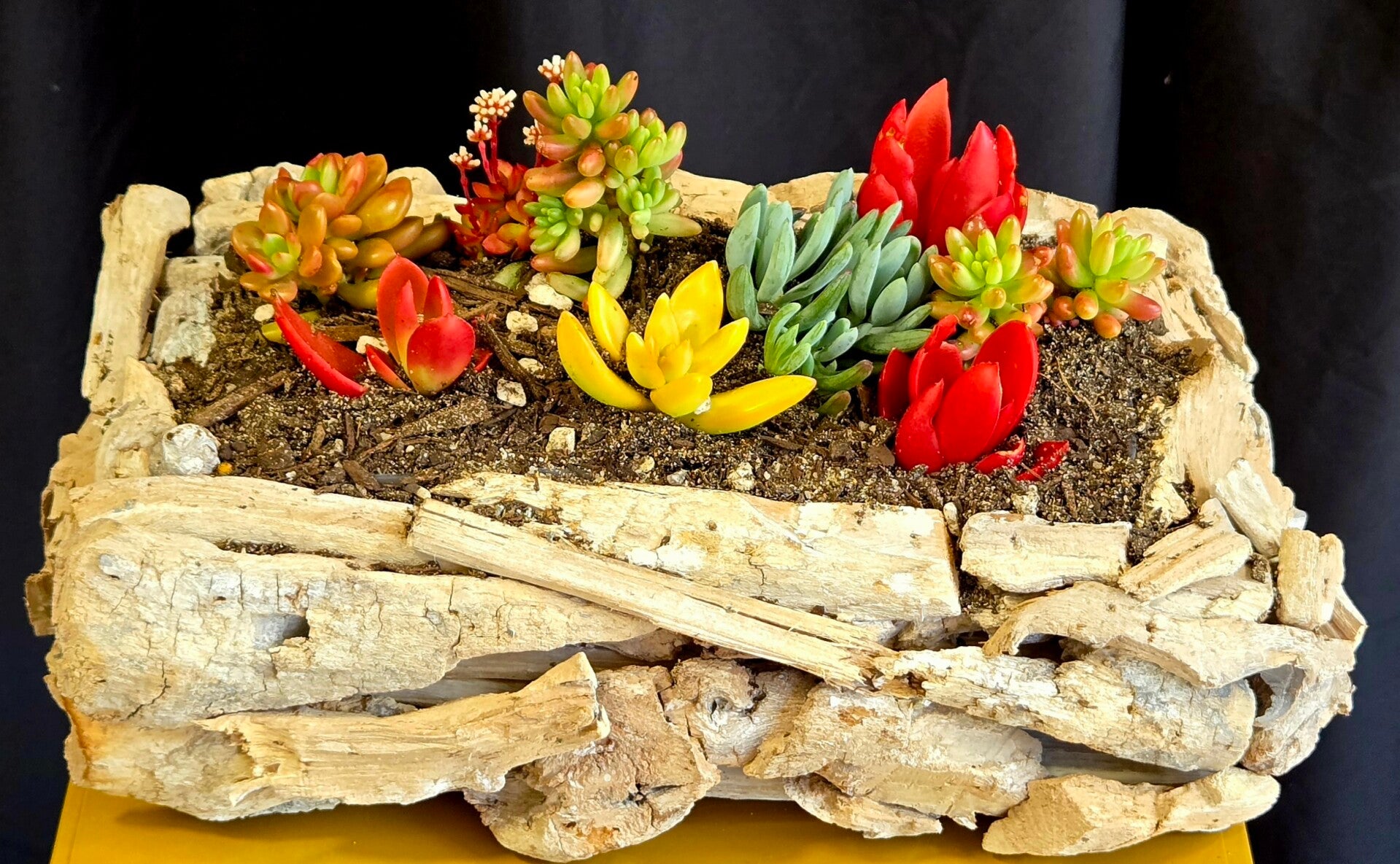 Succulent garden Rustic Wood Base