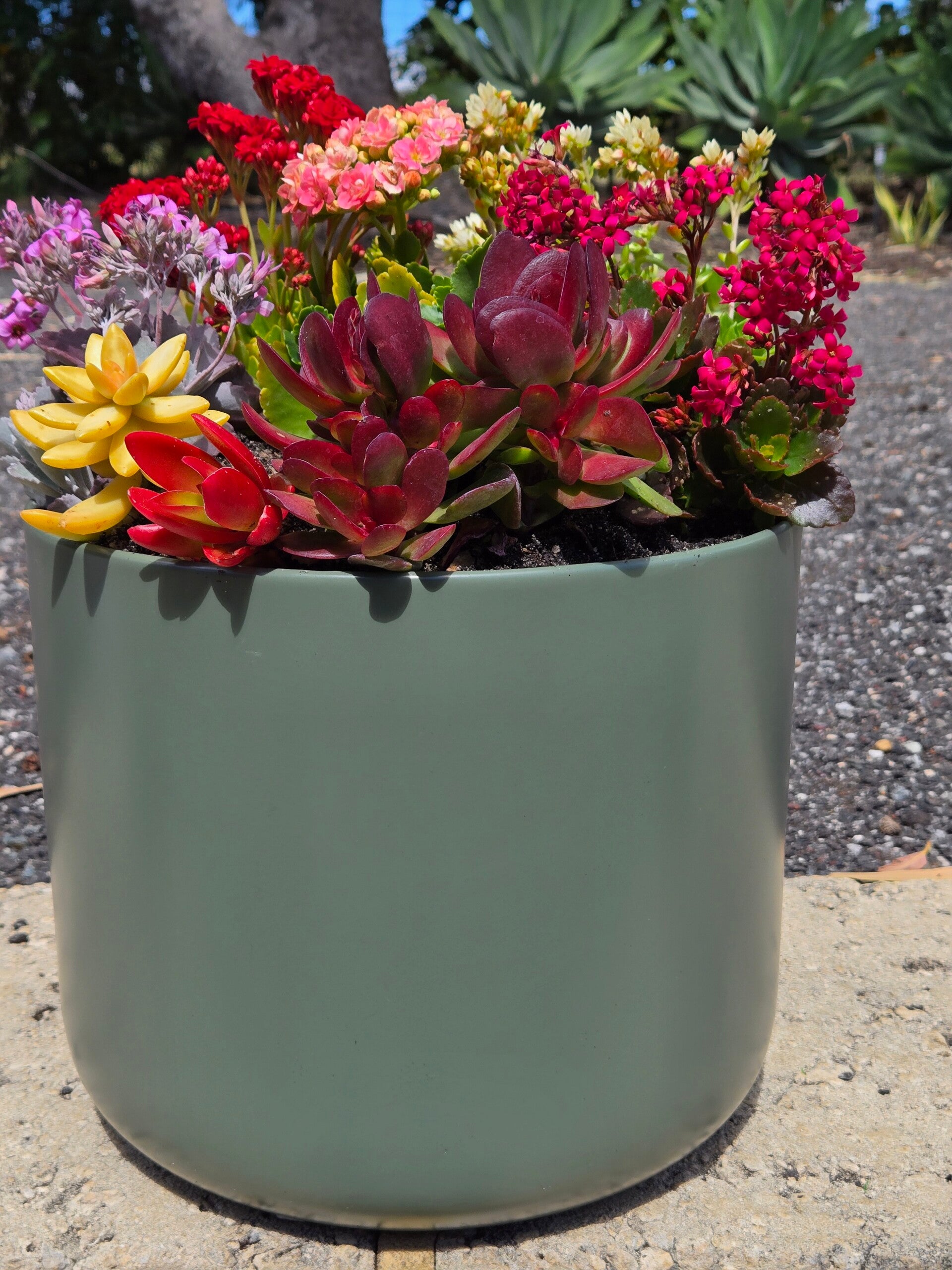 Succulent Garden Deluxe