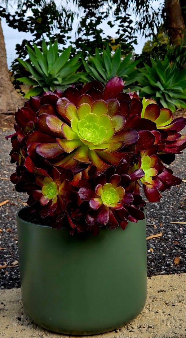 Aeonium ‘Zwartkop’ in Pot