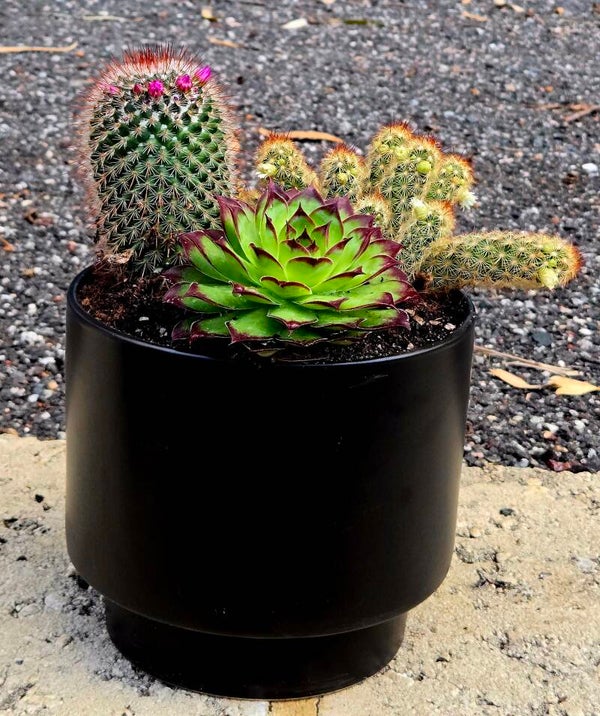 Mixed Cactus & Succulent Pot