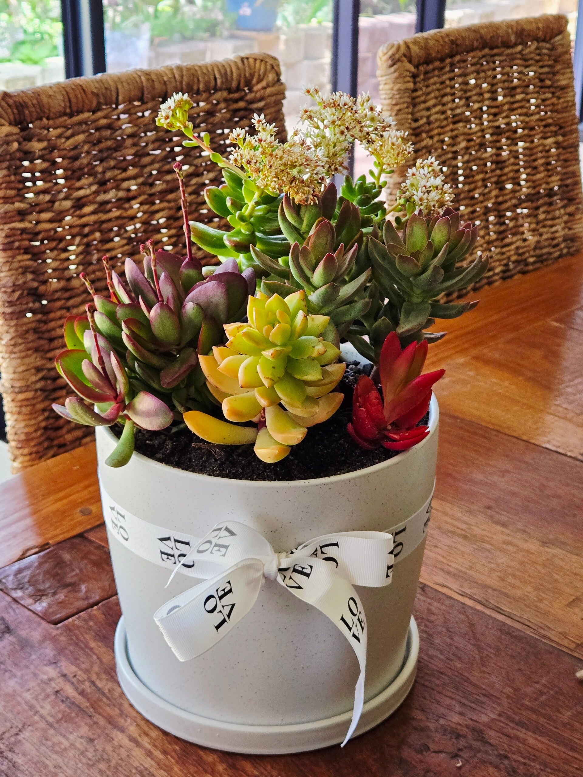 Succulent garden Classic