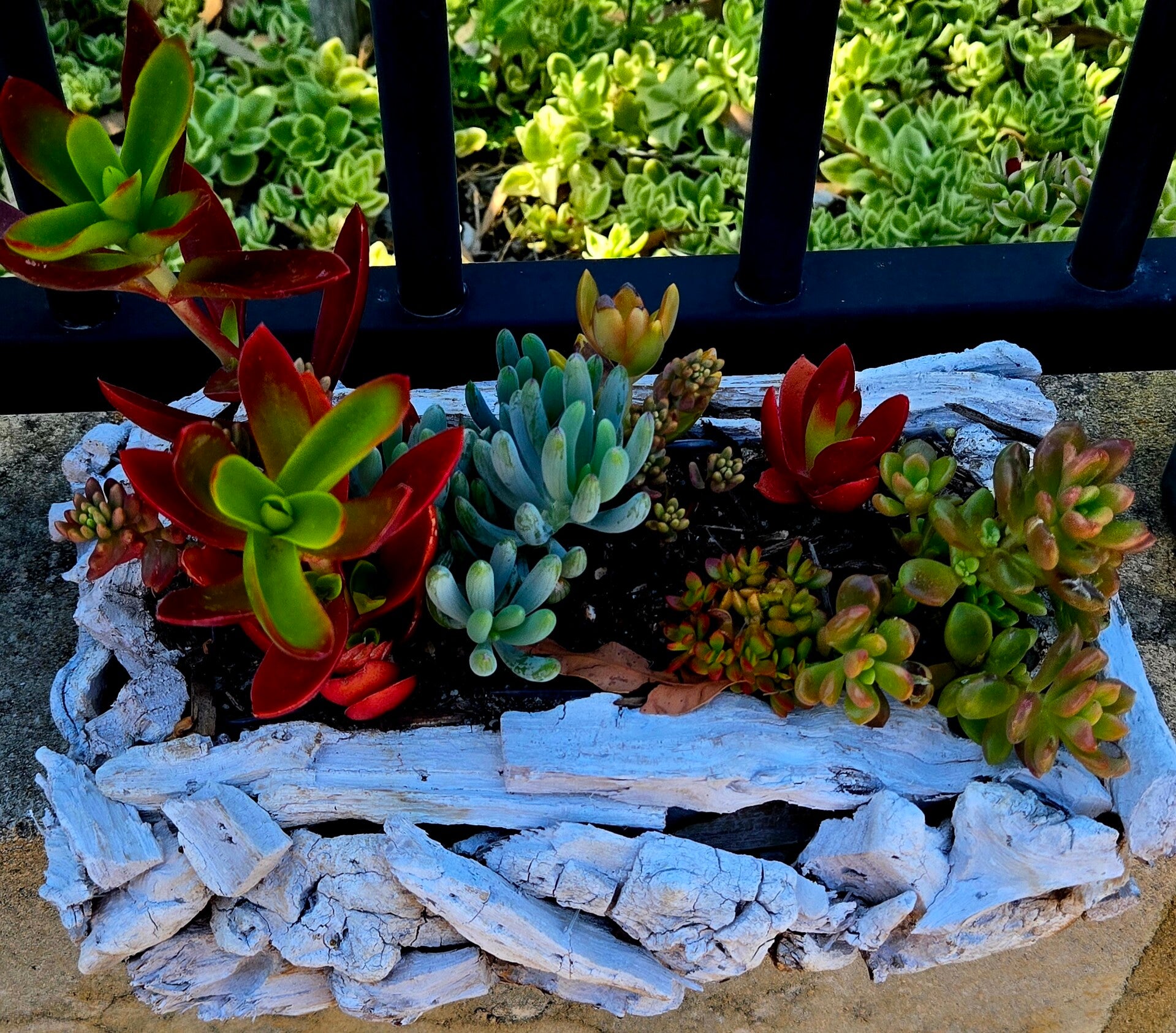 Driftwood Succulent Garden