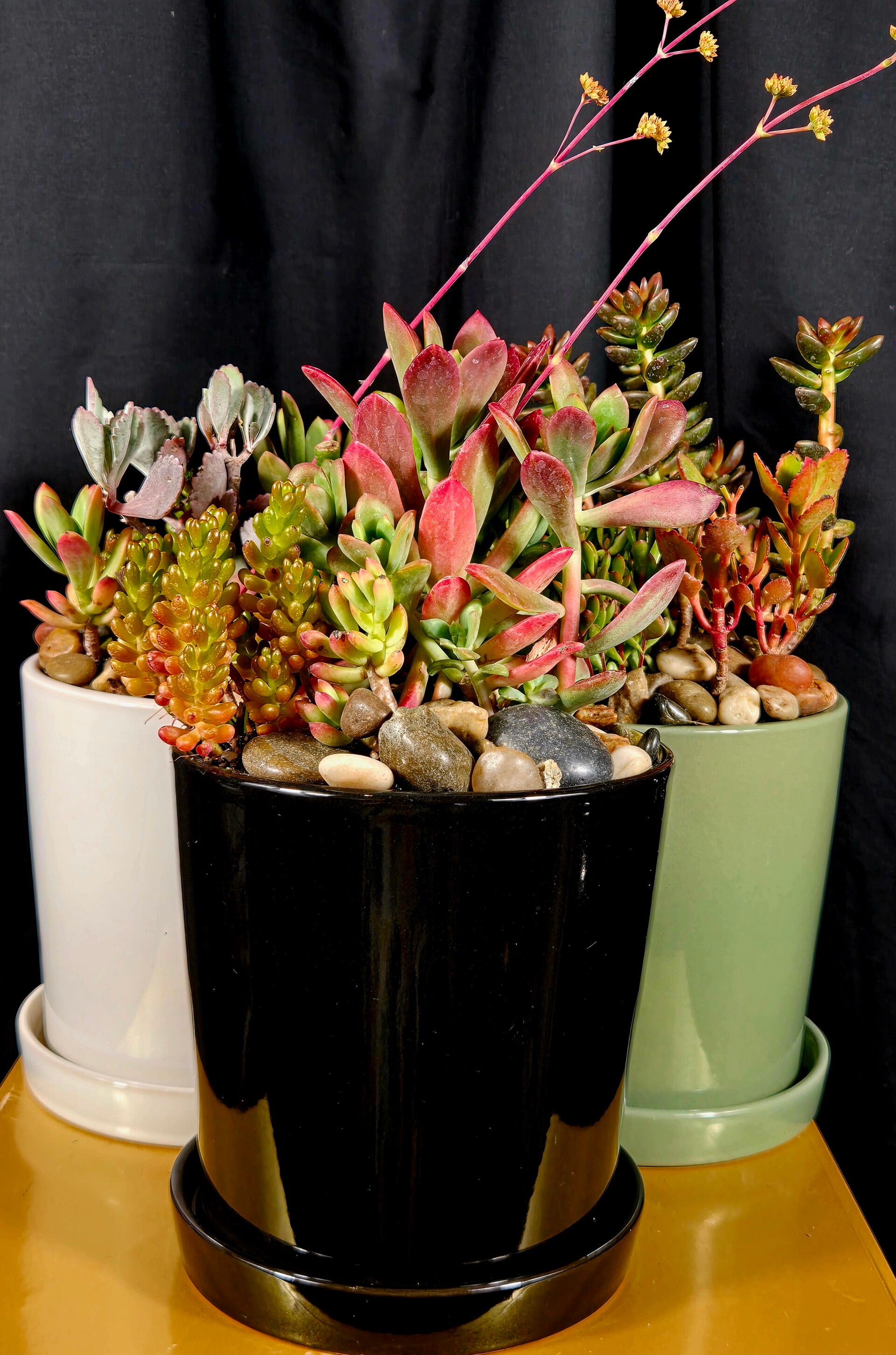 Mixed Succulent Ceramic Pot  $39 ea or 3 for $100