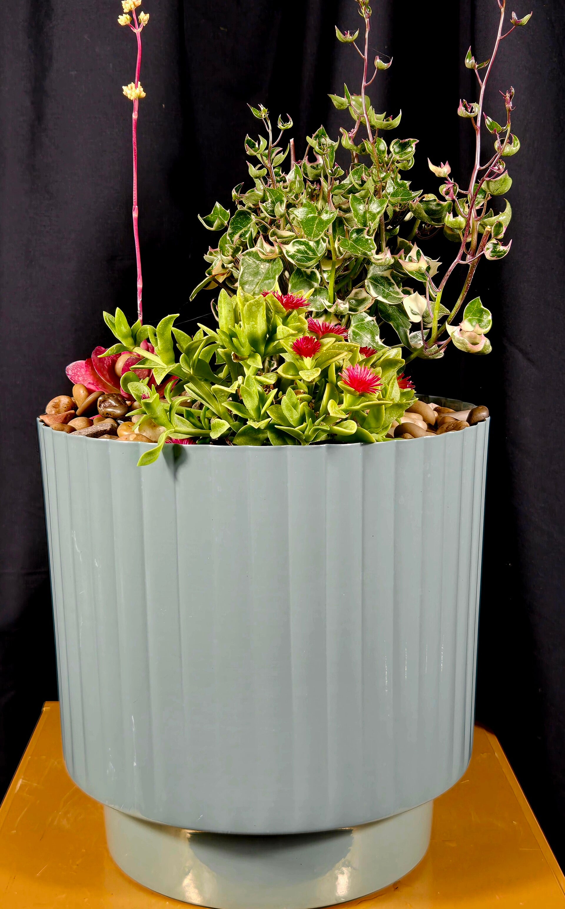 Mixed Succulent Living Pot