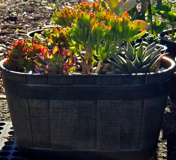Desert Luxe Succulent Bowl