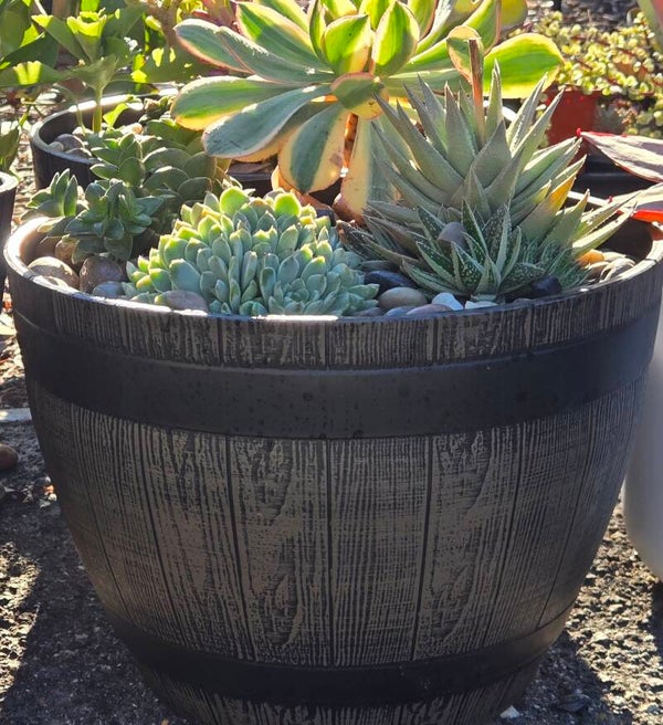 Large Mixed Succulent Barrel Gardens
