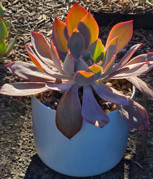 Sunset Blush Echeveria – Living Gift
