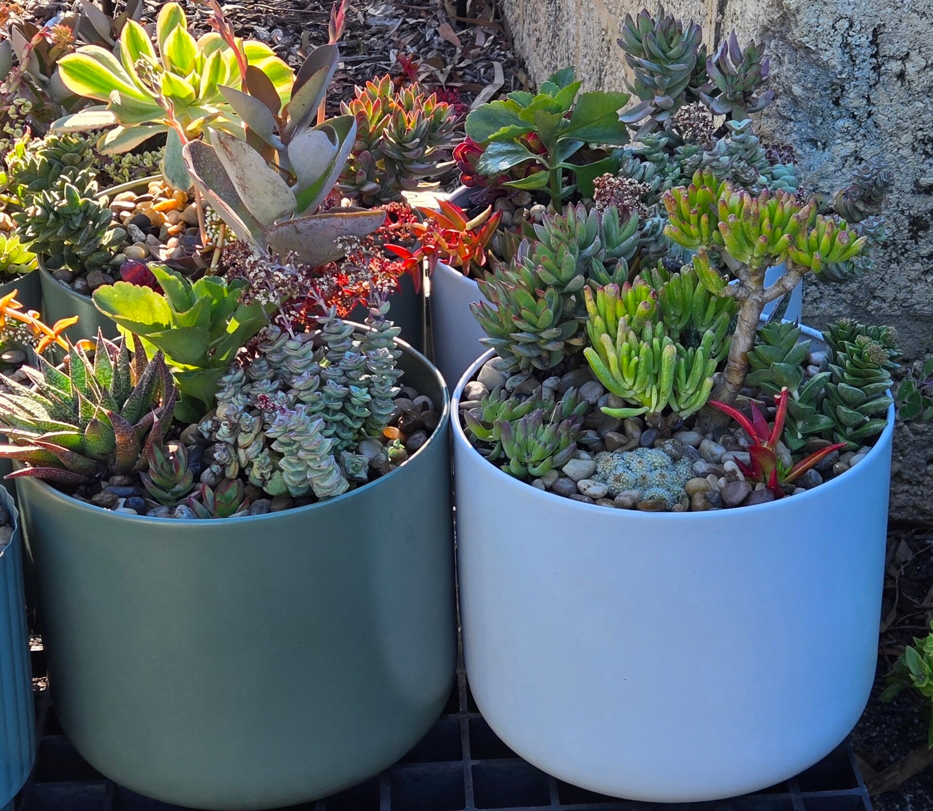 Designer Succulent Bowl Garden