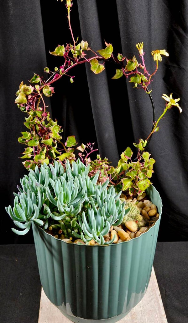 Mixed Succulent Living Pot – Flowering Ivy Hoop
