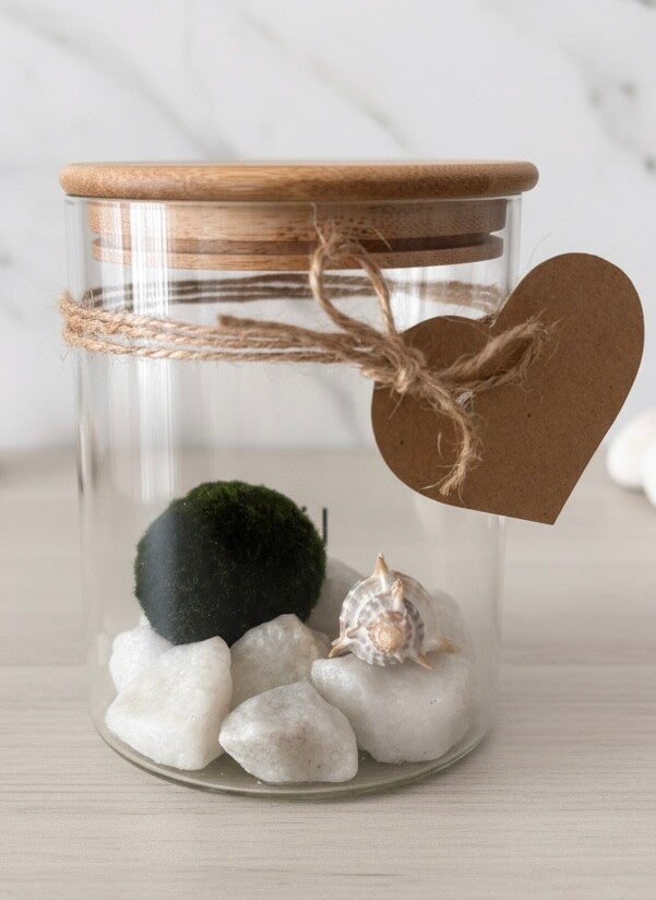 Ecosistema 1 Marimo en tarro grande