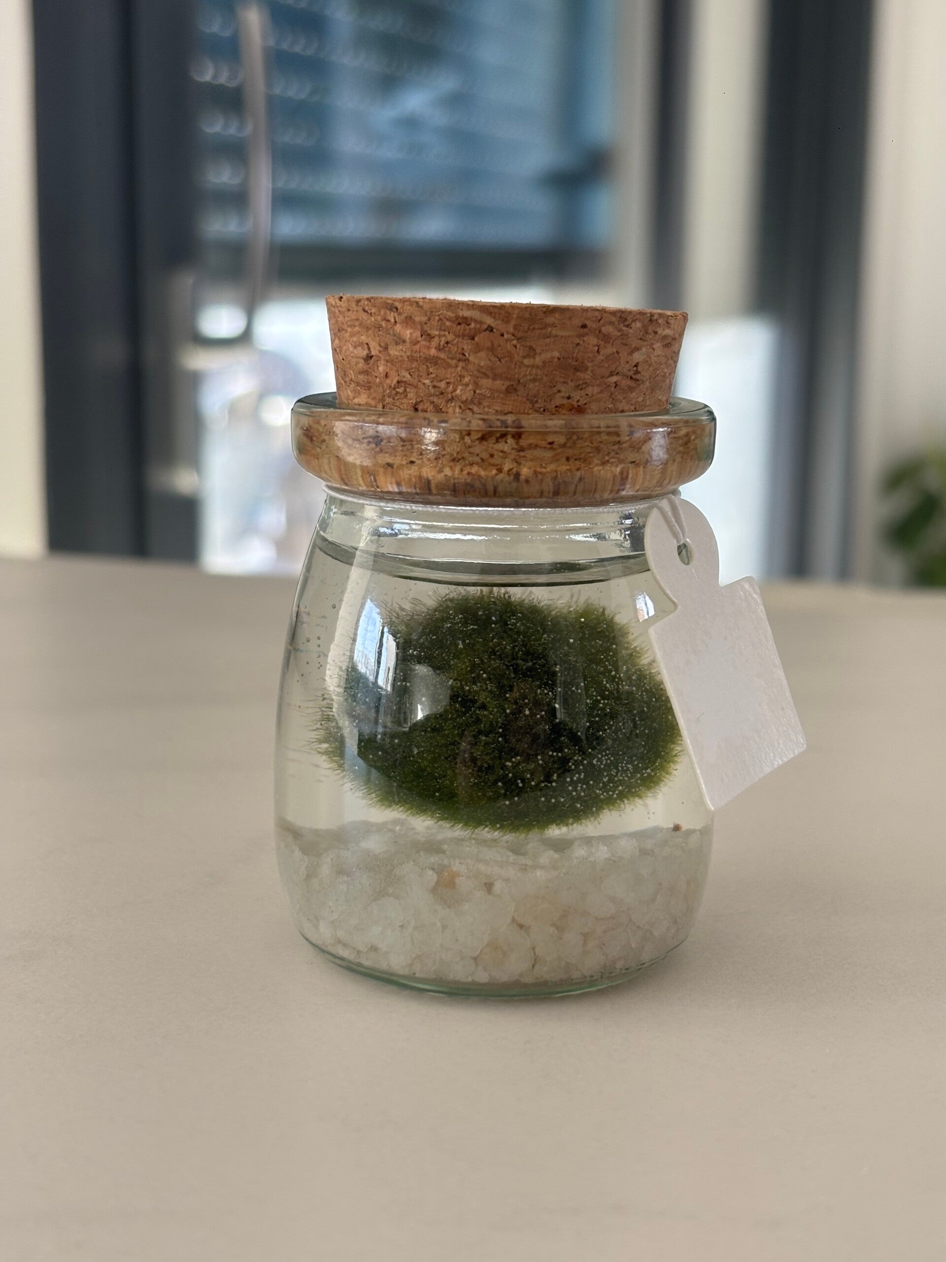 Ecosistema 1 Marimo pequeño