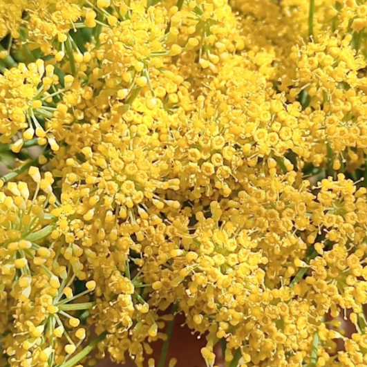 fennel pollen flowers