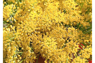 fennel pollen