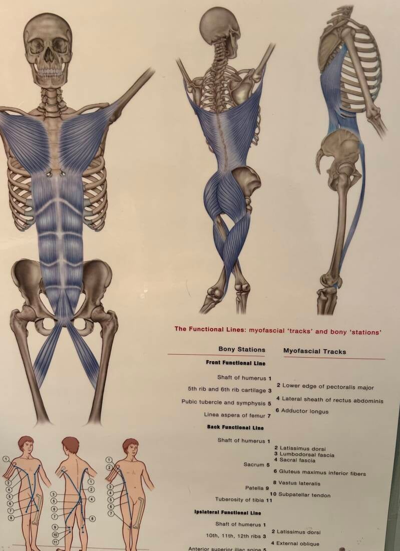Tom Meyers- Anatomy Train of the Front and Back Functional Fascia fabric