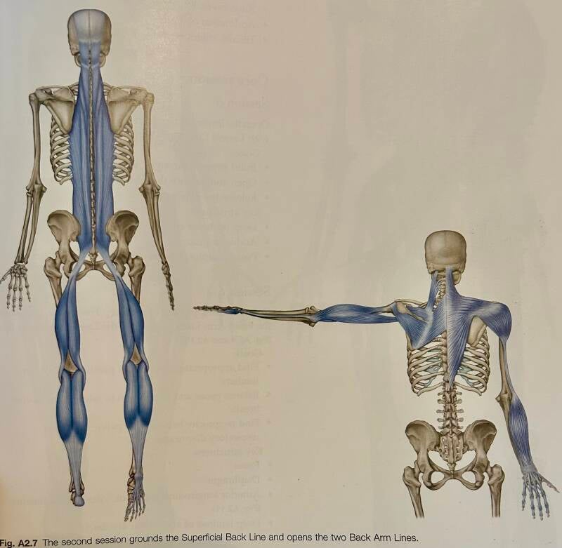 Tom Meyers-  Back line and Superficial &amp; deep back arm lines
