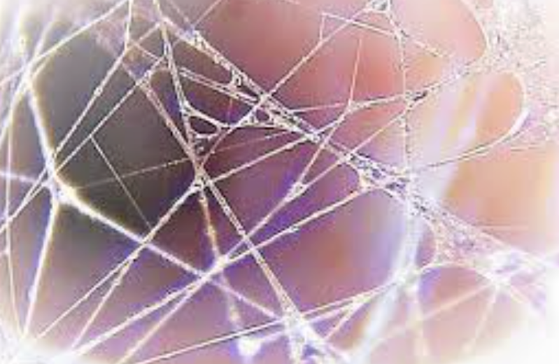 25x close-up of living fascia