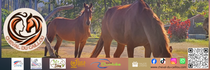 CHEVAL DU CAILLOU