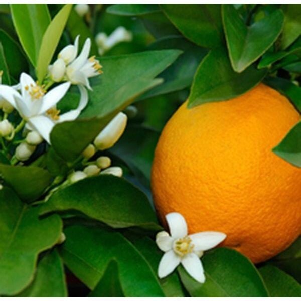 Petitgrain olie 10 ml.