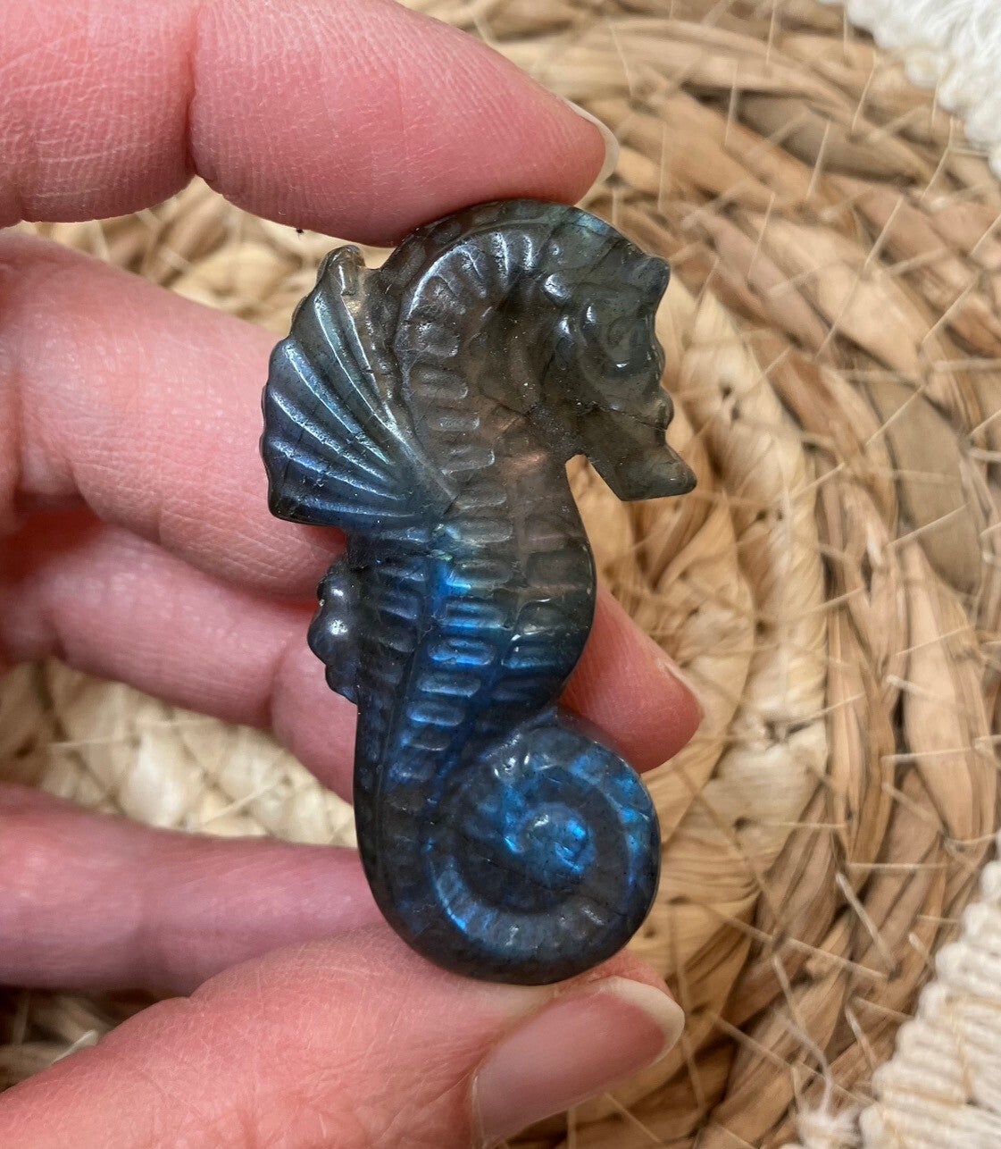 Labradoriet zeepaardje 1