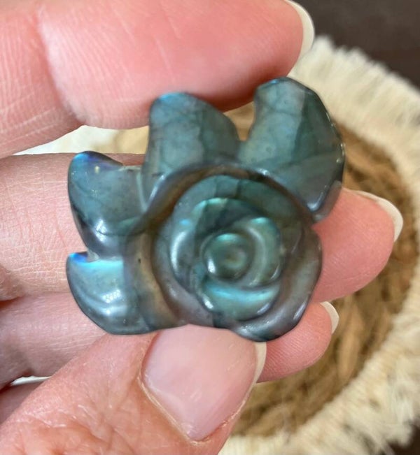Labradoriet bloem