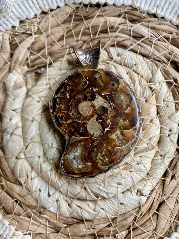 Ammoniet - brede rand