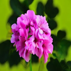 d85_0934-standard.jpg