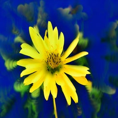 d85_1247-standard.jpg