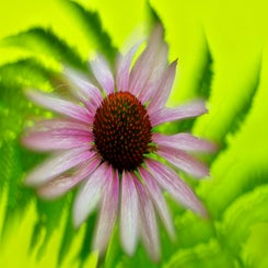 d85_1552-standard.jpg